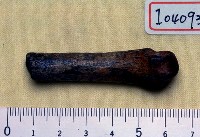 藏品(貓科掌骨遠端)的圖片